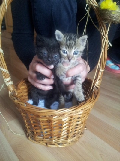 Две малки котета