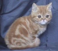 Персийско червено котенце
