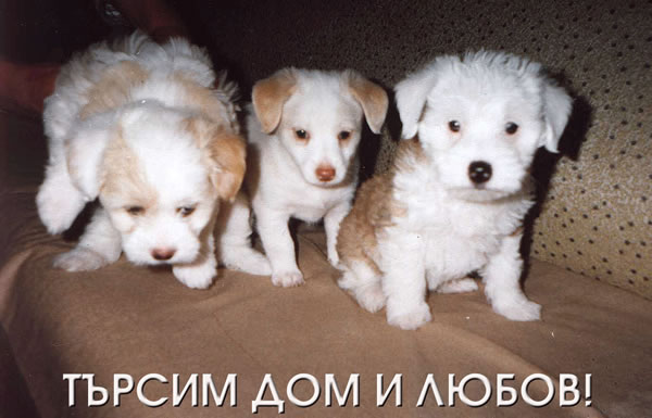 Puppy