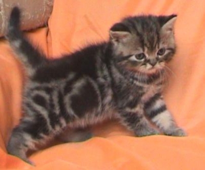Късокосместо персийско мъжко котенце