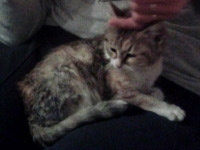 mishi