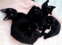 Три черни котета