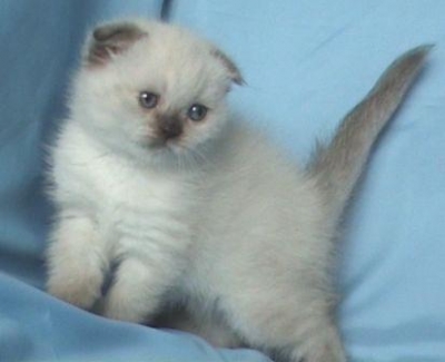 Клепоухо котенце със сини очи