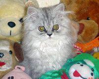 SANI