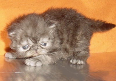  Малки персийски котенца.