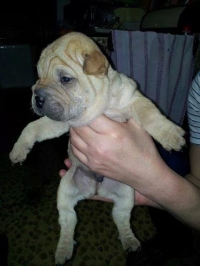 shar pej