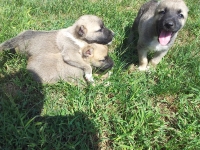 Prodavam turski kangal