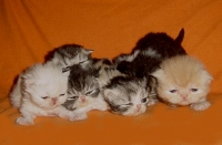 Персийски котенца - малки сме, но бързо растем