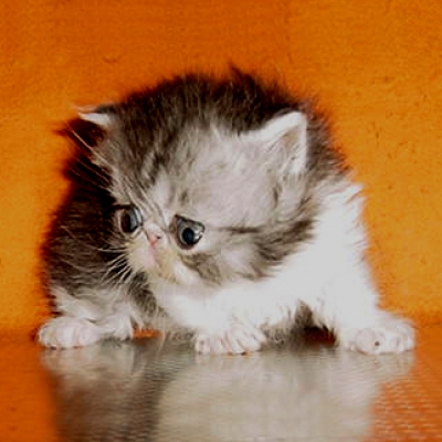 Персийски котенца - малки сме, но бързо растем