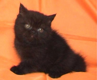 Късокосместо черно мъжко котенце