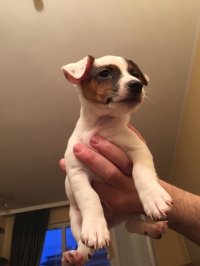 Priqtel za tsql zhivot ( Jack Russell Terrier)