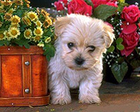 Lilu