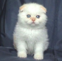 Мъжко клепоухо котенце колорпойнт със сини очи