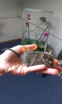 Degu