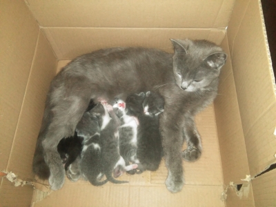 Подарявам 6 малки бебета