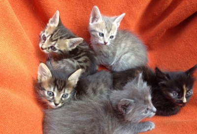 5 малки сладки котета без имена!