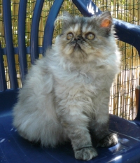 Чистокръвни персийски котета