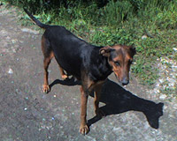 Doberman