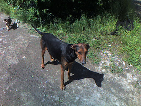 Doberman