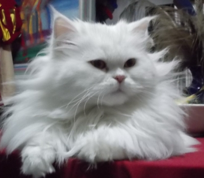 Продавам бяла персийска котка
