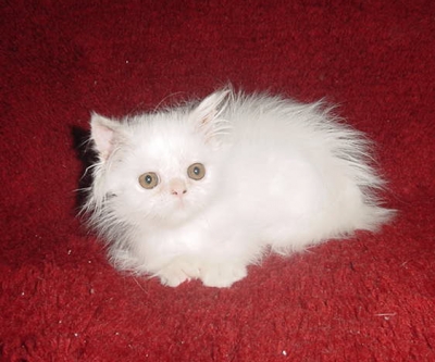 Бяло персийско коте
