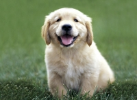 Bebeta Golden Retrivyrcheta