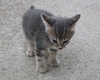 сиви тигрови котета