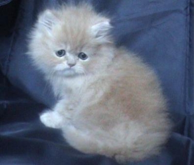 Класическо персийско котенце 
