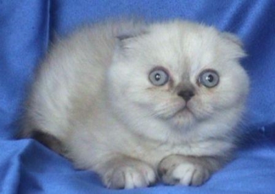 Клепоухо котенце със сини очи 