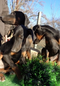 doberman,dobermani