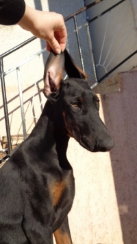 Prodava DOBERMANI