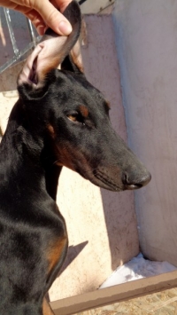 porodisti dobermancheta