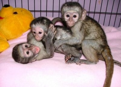 маймуна бебета и шимпанзе бебета за продажба (