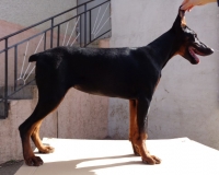 doberman,dobermani,chistokryvni