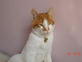 Atilio Montenegro