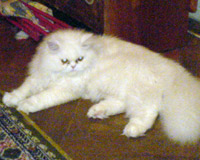 персийска котка