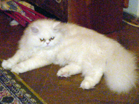 персийска котка