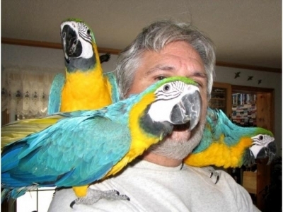 Говорейки ара папагали за продажба