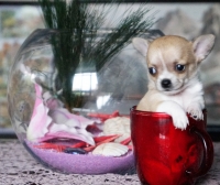 Mnogo sladursko mini chihuahua bebe kysokosmest