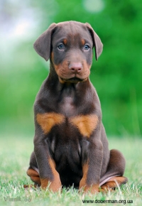 Kupuvam Dobermanche