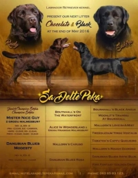 Лабрадор ретривър, шоколадови и черни кученца