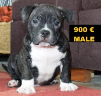 American Bully