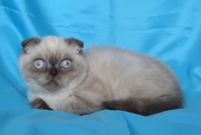 Клепоухо късокосместо котенце със сини очи 