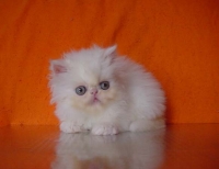 Продавам трицветно и бялo - персийски котета
