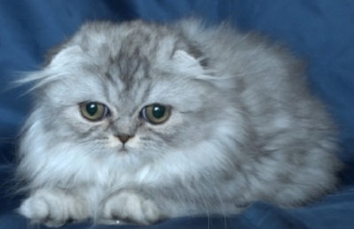 Сребърно клепоухо женско котенце