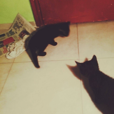 Подарявам две малки черни котенца