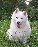 Самоед