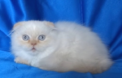 Бяло клепоухо котенце със сини очи