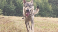 Remus Black Sea Wolfdog