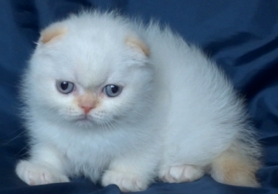 Крем-пойнт клепоухо котенце със сини очи